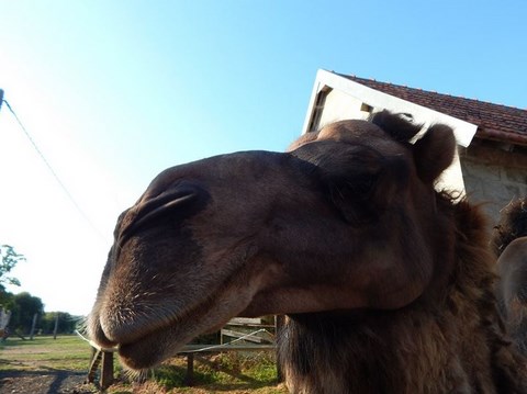 parc animalier et zoo du beauquet marais en normandie